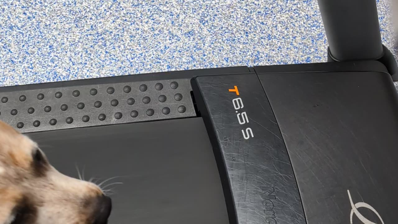 Red Heeler Loves the Treadmill