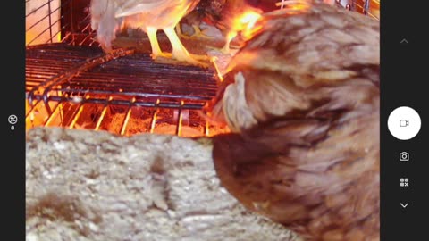 Fine Feathered Fiasco