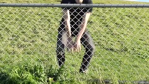 How animals get over fences!!!