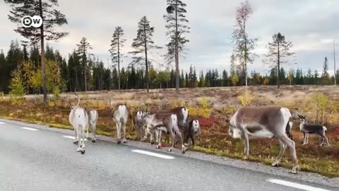 Melting mountains - Rising temperatures in Lapland DW Documentary
