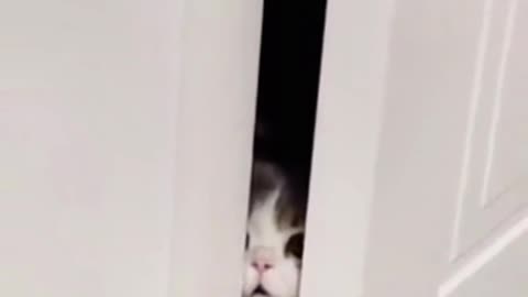 These Cats Are Masters Of Disguise!
