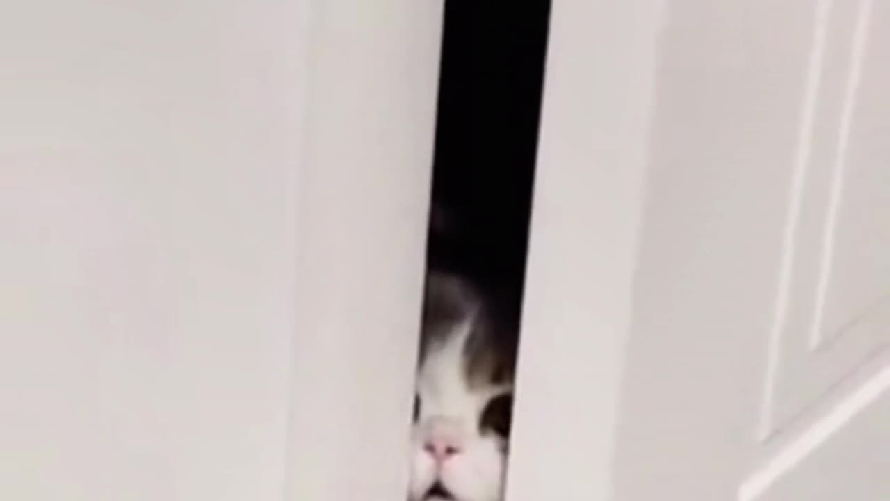 These Cats Are Masters Of Disguise!