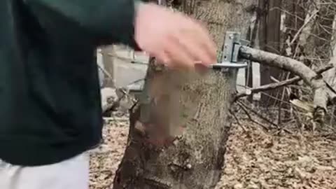 Tree Hugger