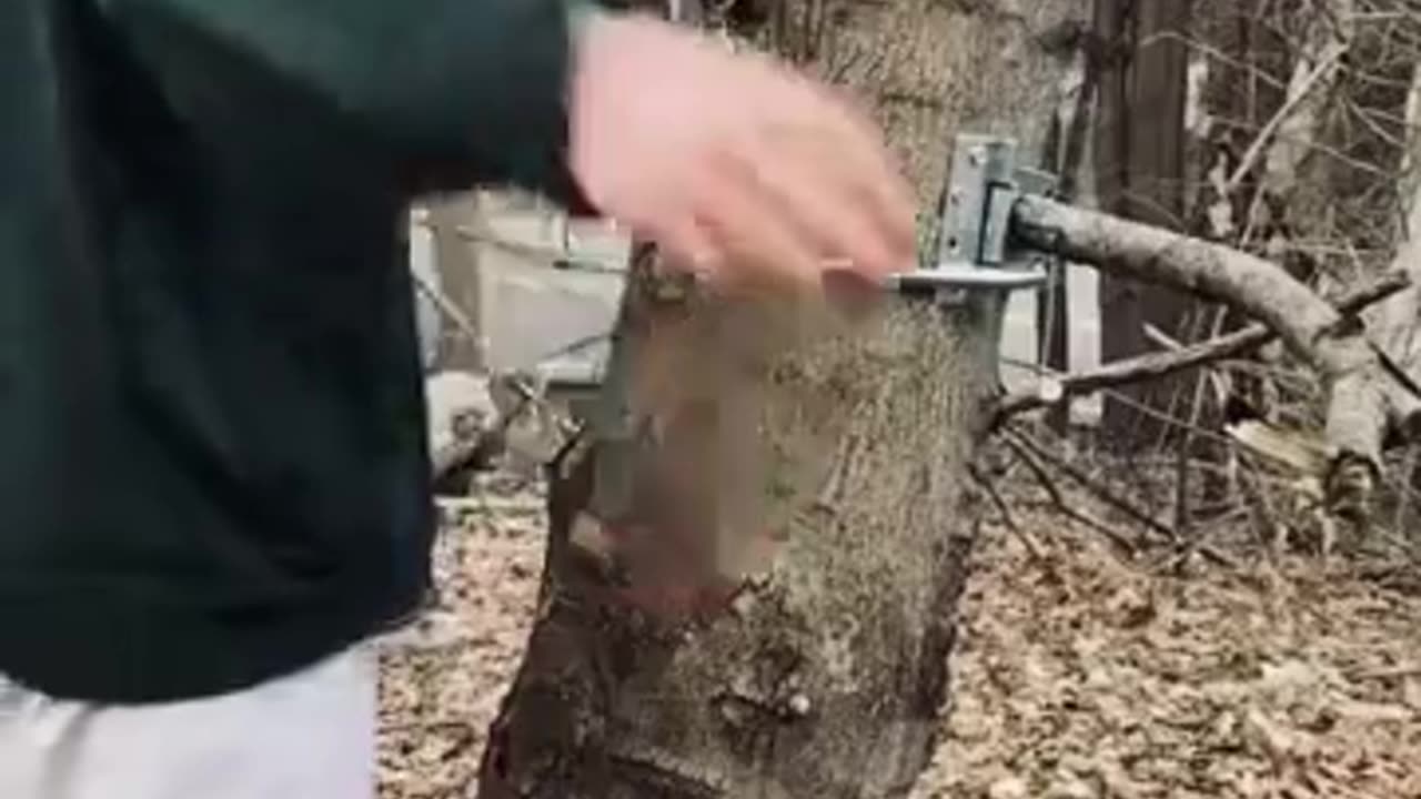 Tree Hugger