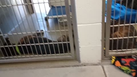 Phantom 1y A834977 Marshall 5y A869542 kennel 206 harrys haven PACC shelter he's groovy with me301