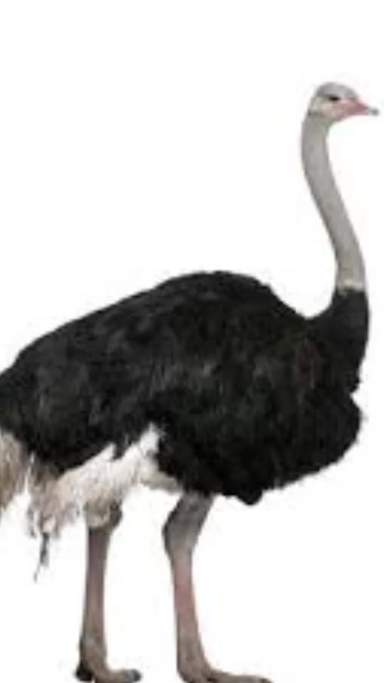 ACERTANDO A CENTENA NA PTN 903 dia 21_1_2025 -