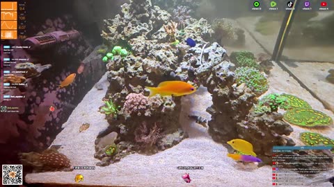 24/7 Real Live Reef Stream