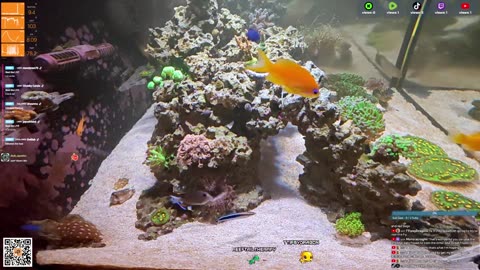 24/7 Real Live Reef Stream