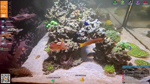 24/7 Real Live Reef Stream