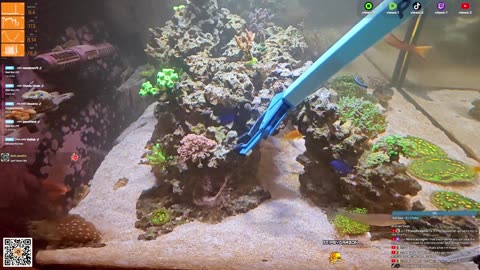 24/7 Real Live Reef Stream