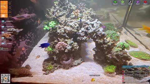 24/7 Real Live Reef Stream