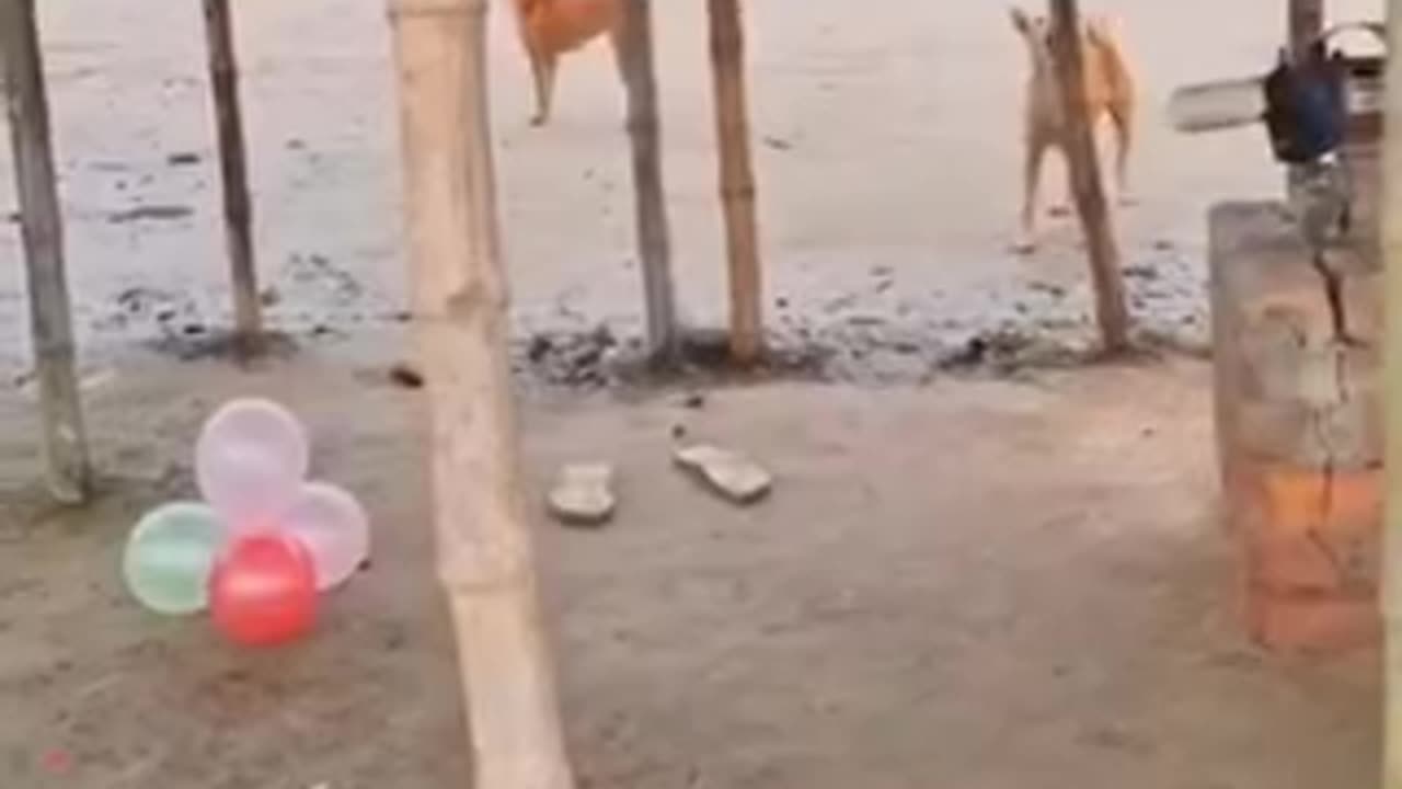 Funny 😂 video of 🐕 dog