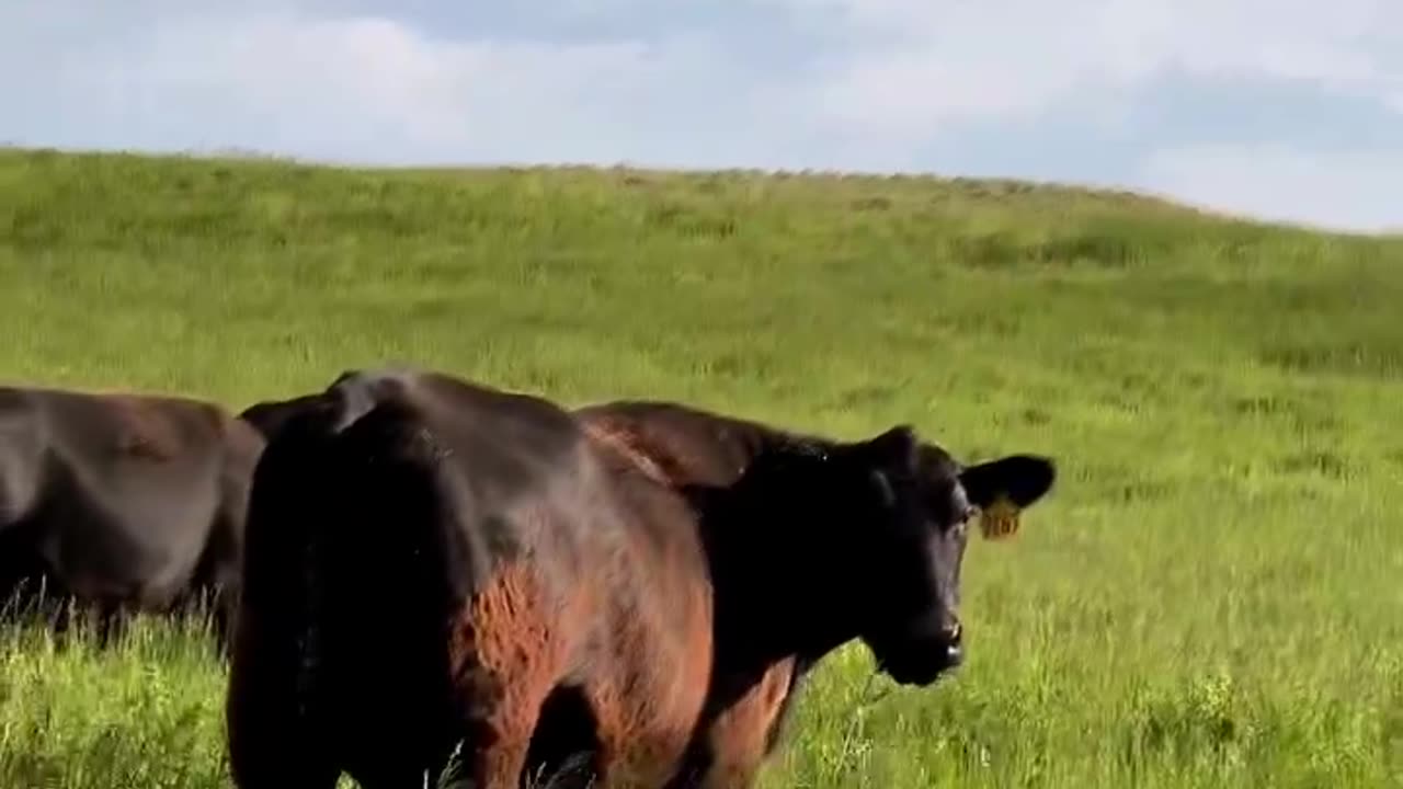 Grass Fed and Finished at cartercountrymeats.com