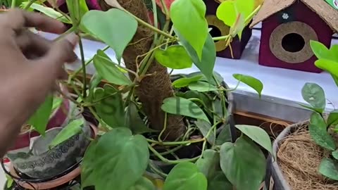 🌴 Coco Pole – কোকো পোল 🌿