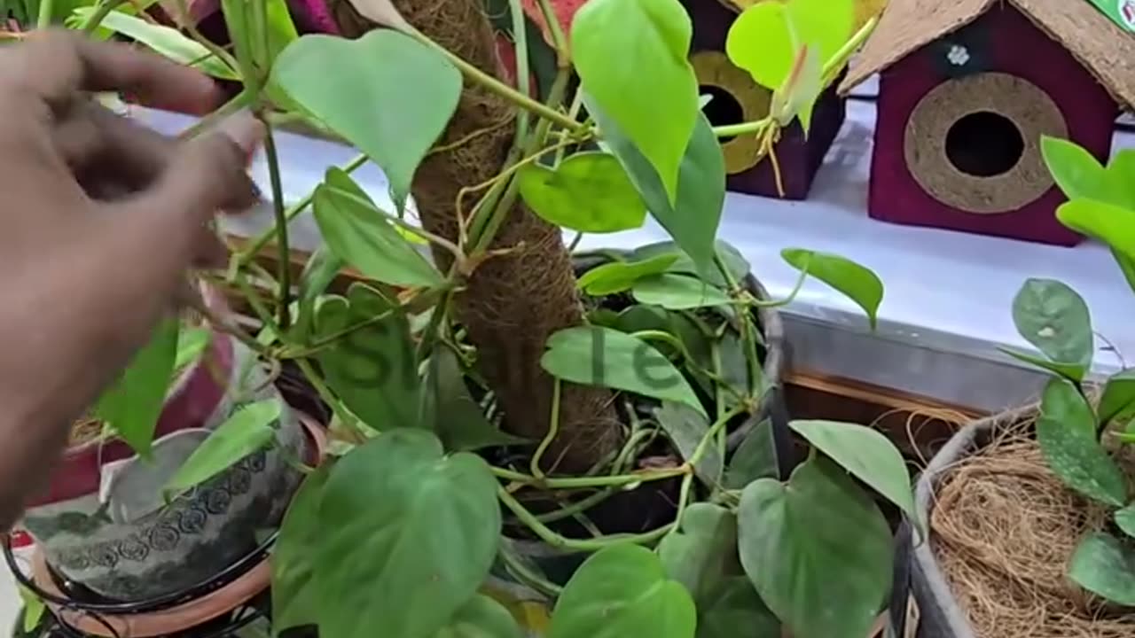 🌴 Coco Pole – কোকো পোল 🌿