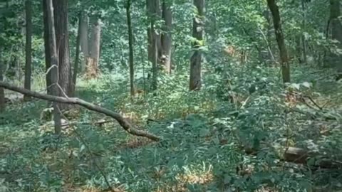 🌲✂️ Ukraine Russia War | Russian Soldiers Ambush Ukrainian Fiber-Optic Drone in Forest | RCF