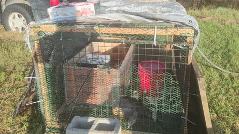 Guinea Fowl Keets 3 week and 1 week update