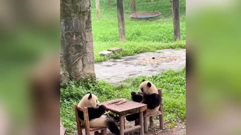 🐼 Cutest Pandas Caught on Camera – Adorable & Funny Moments! 🐼💖