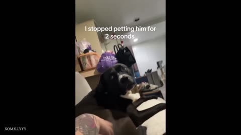When your dog has only one brain cell 🤣🐶