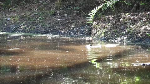 Young Alligator Death Rolls With Opossum