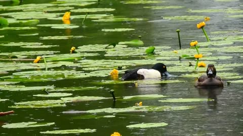 Duck, duck