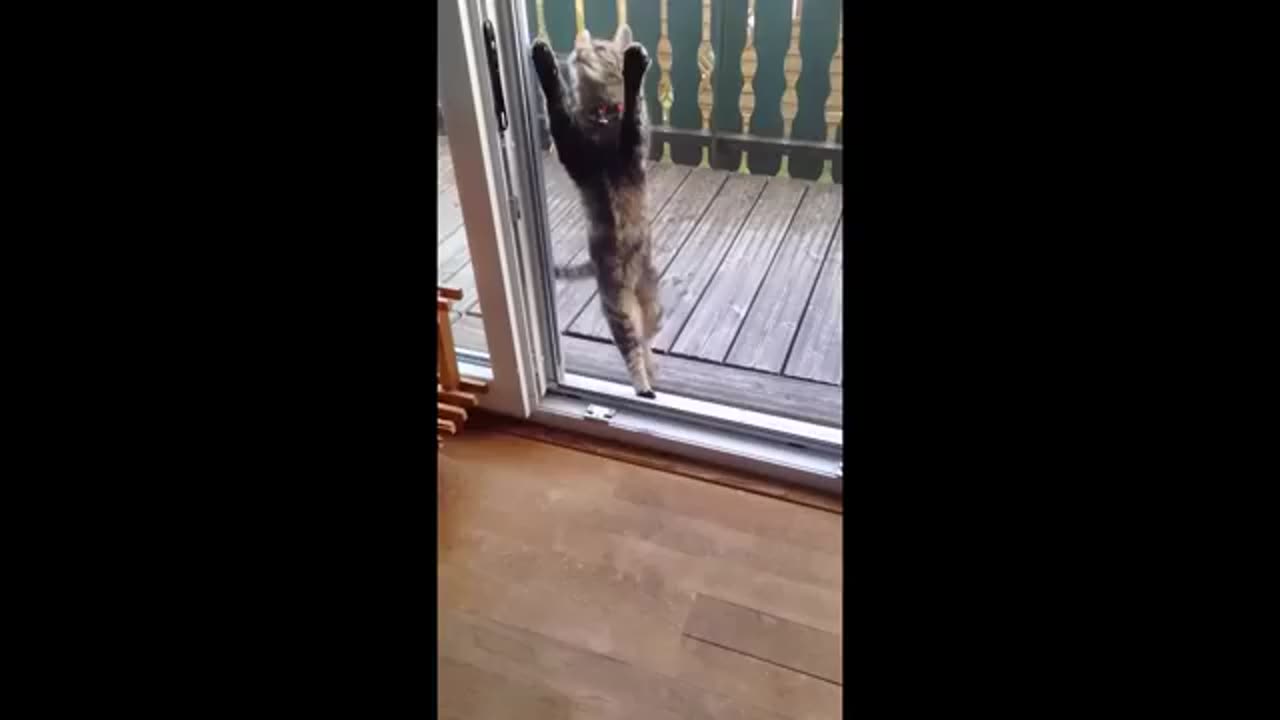 Cats doing the funniest things!
