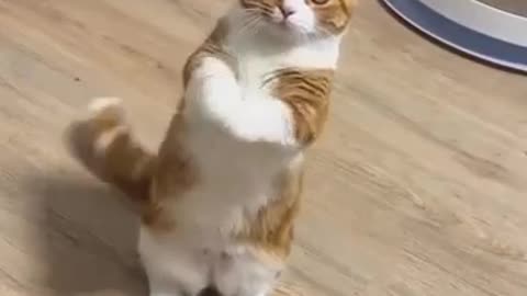 Funny Cat