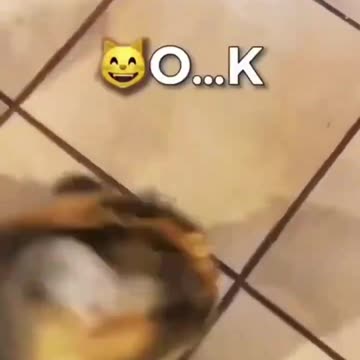 Funny Cats Speaking English! 🐱😹 | Hilarious Talking Cat Moments