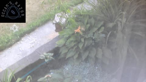 Butch the Sunflower