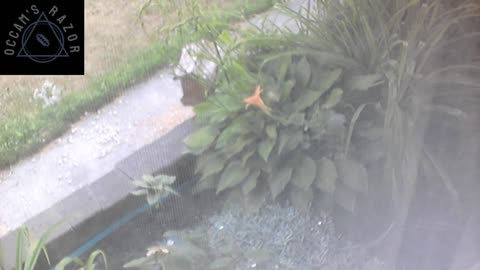 Butch the Sunflower