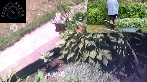 Butch the Sunflower