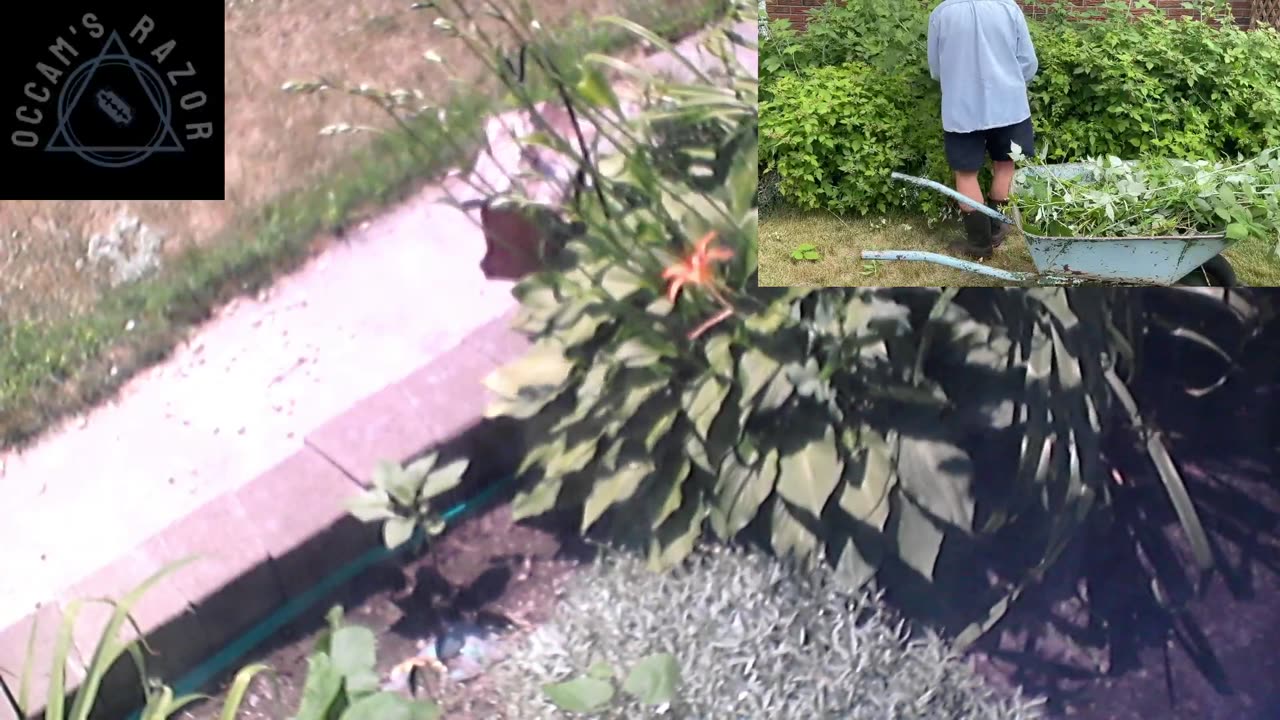 Butch the Sunflower