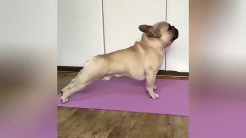 Funny Animal Video