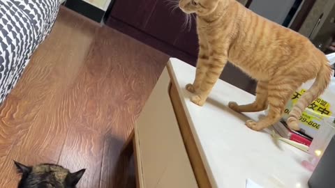 A cat with cheap hands