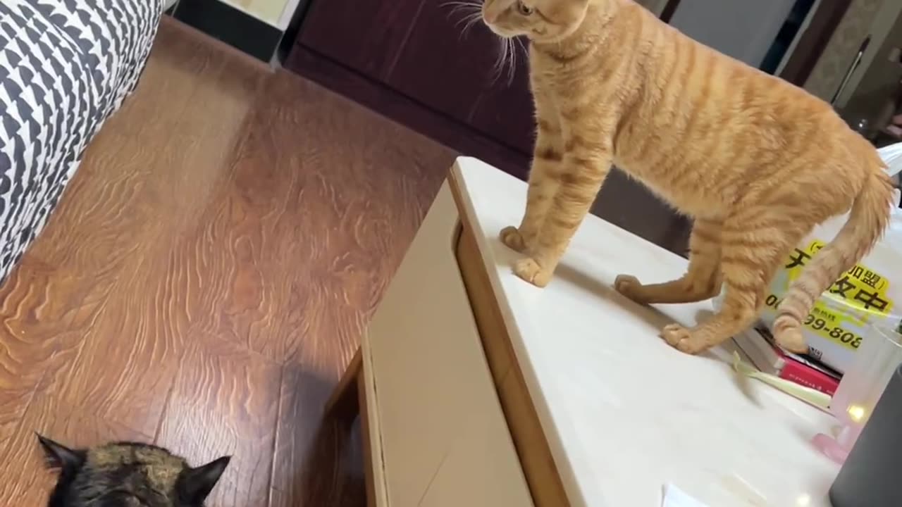 A cat with cheap hands