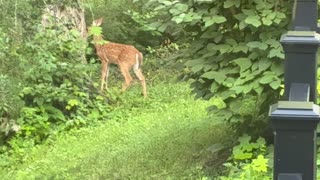 July 10, 2025 - Thursday Morning Visitors (Deer)