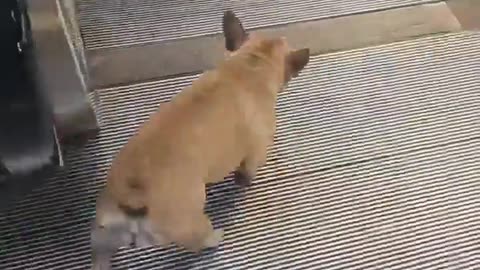 🐶📈 Watch This Dog Discover Escalators for the First Time! | FunFM