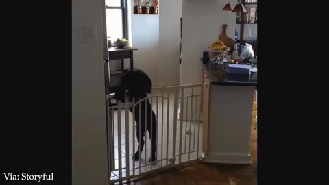 Hilarious Animal Clips – Laugh If You Can 🤯🐾 – Hardest Try Not to Laugh Ever 😂🔥