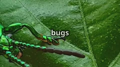 💎 Fire Seekers How Jewel Beetles Sense Flames from 50 Miles Away 🔥👁️