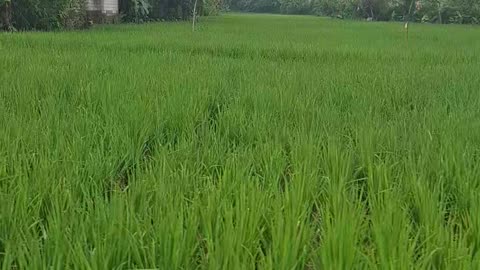 View of rice fields in Sunda, Indonesia