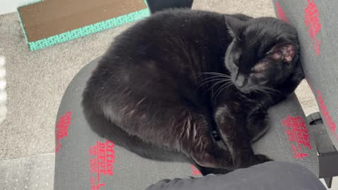 Cute Precious Piper Keeps a Relaxed Feeling in the Office - My Adopted Shelter Cat Vlog
