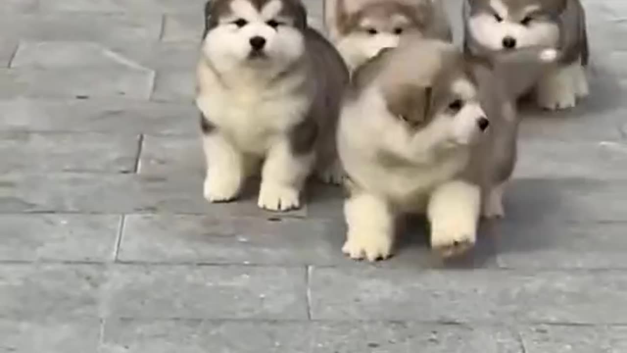 What would you do if a bunch of balls like this came running towards you?