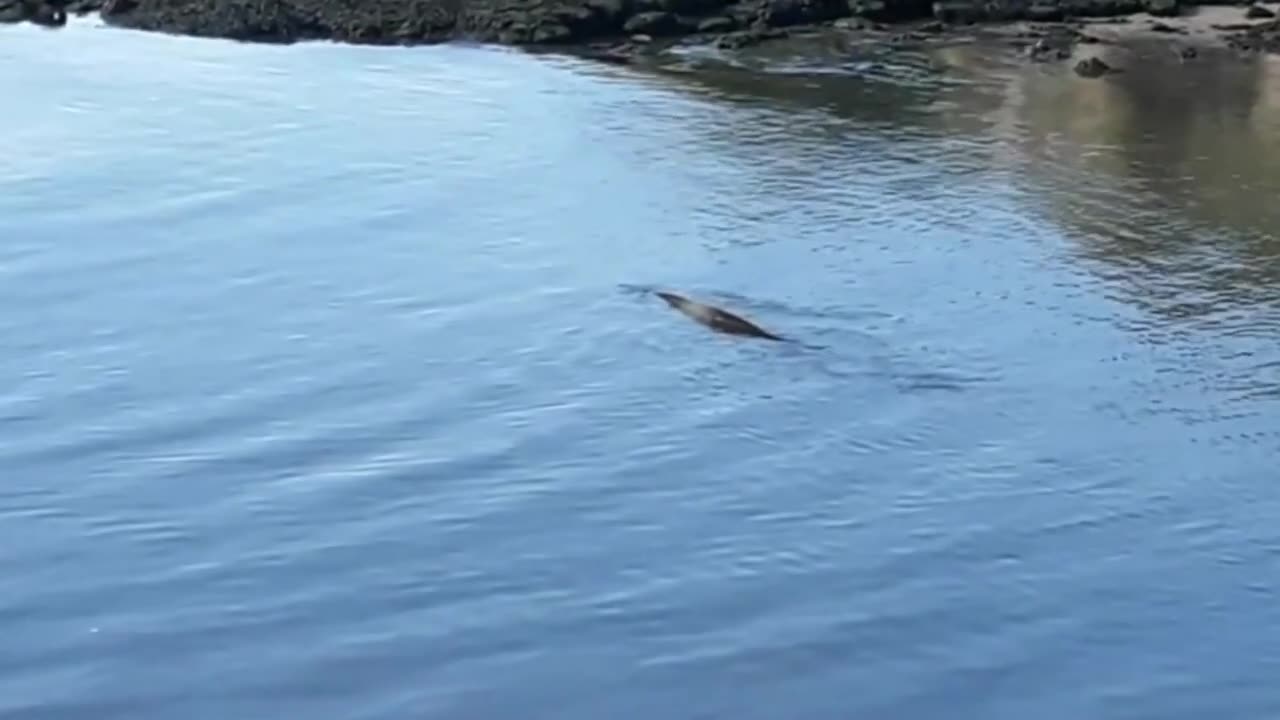 Mysterious Sea Creature