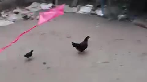 Funny 😂🤣 video of hen