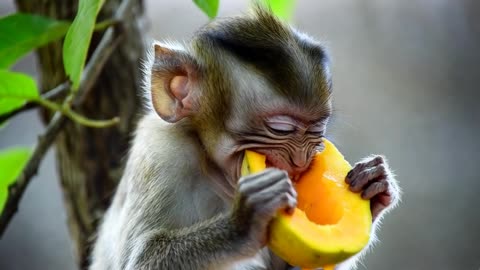 Hungry baby Monkey 🐵