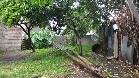 Lluvia mansa para descansar y relajarte (Tacuarembó, 24/10/2025)
