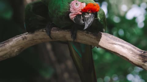 Animal