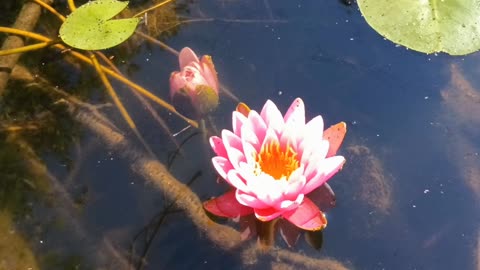 Water Lilies