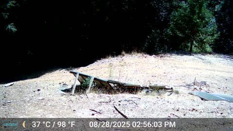 Lone Cub Video 2