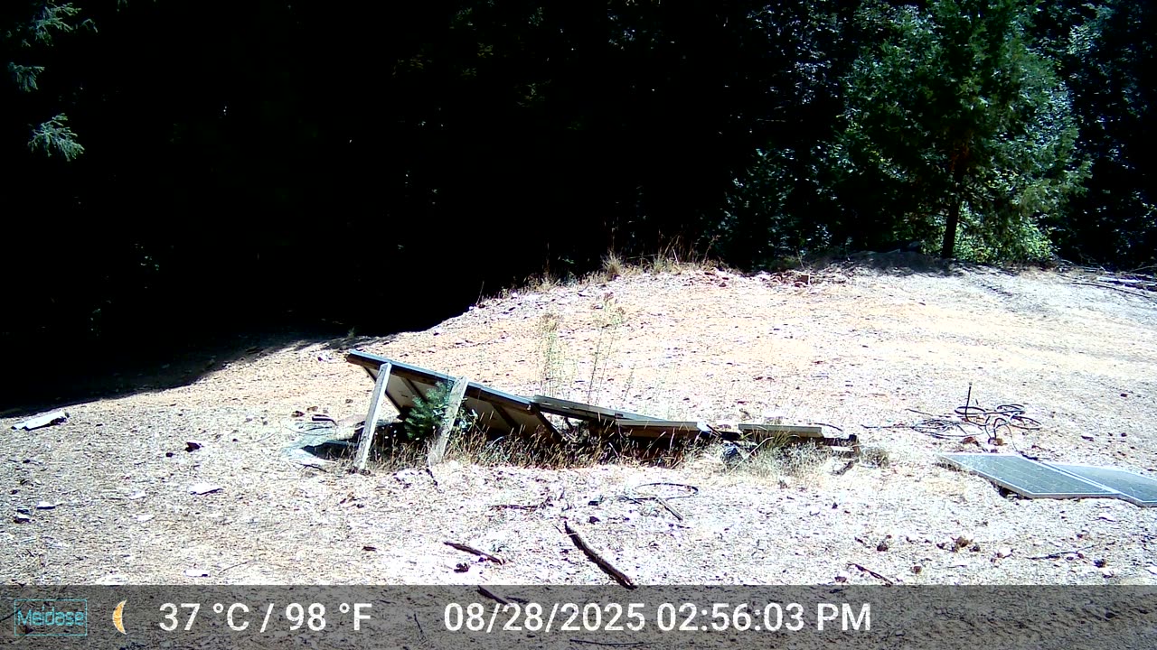 Lone Cub Video 2